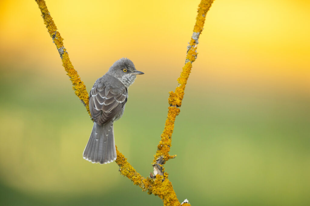 Barred Warbler