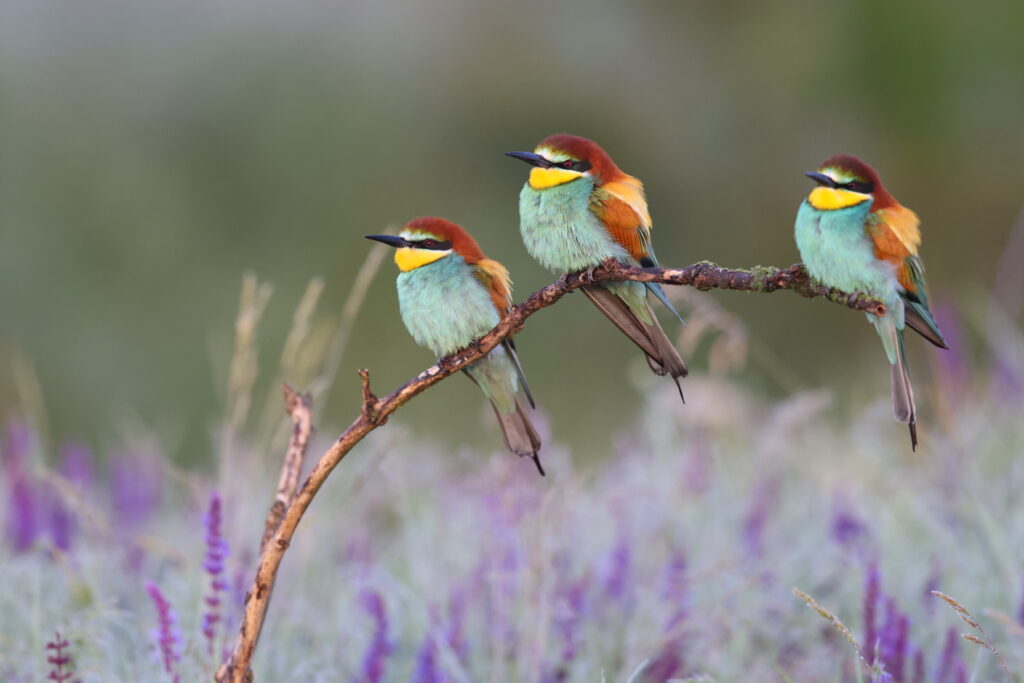 Bee eaters