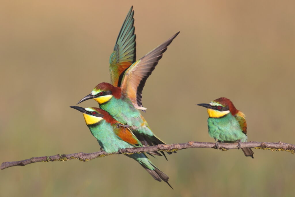 Bee eaters mating