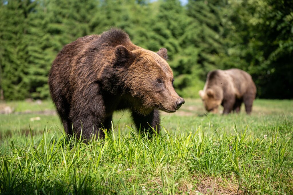 Brown bear in Romania