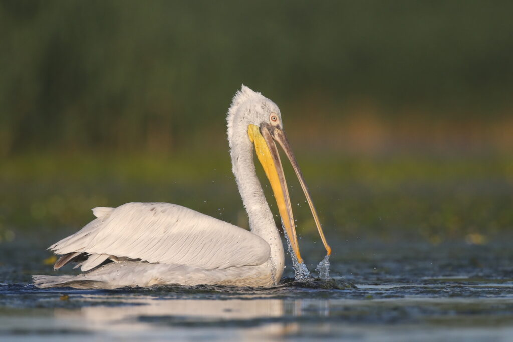 Dalmatian Pelican