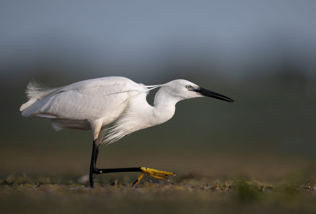 Little egret