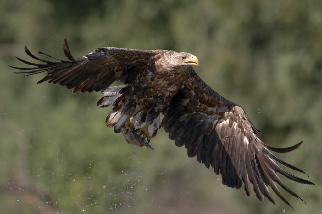 White-tailed eagle