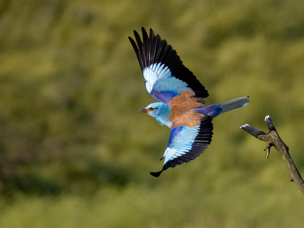 European Roller