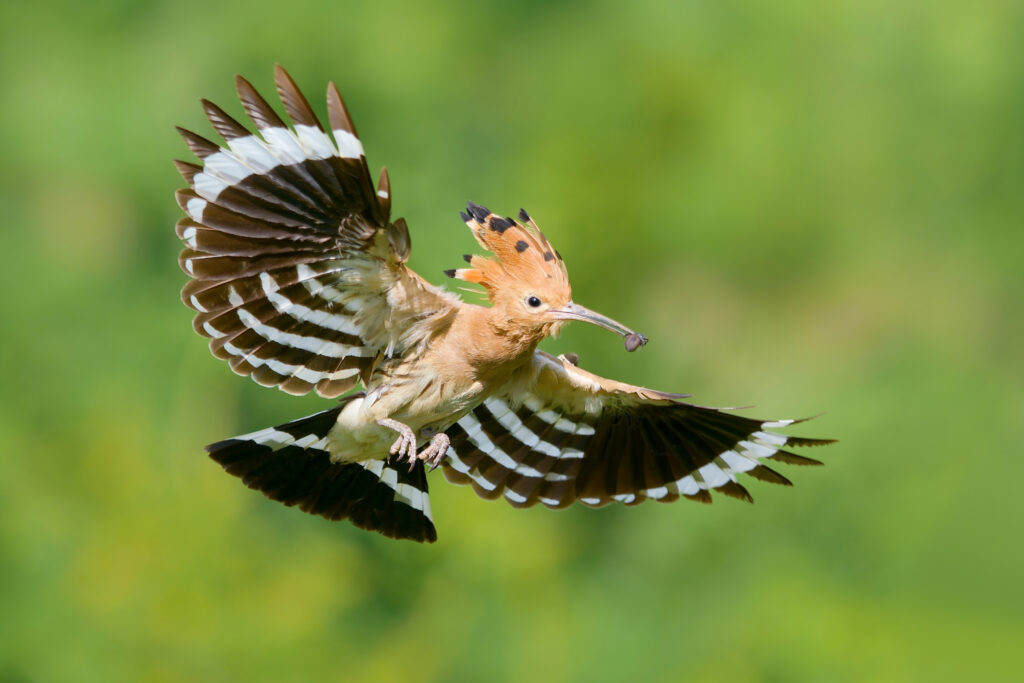 Eurasian Hoopoe