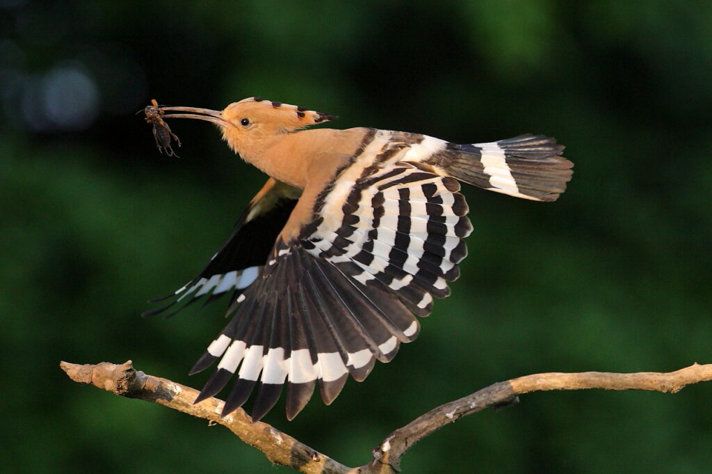 Hoopoe in flight