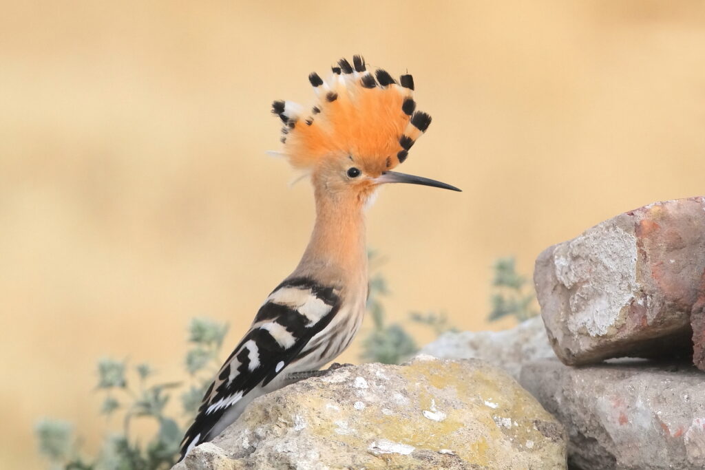 Hoopoe on perch