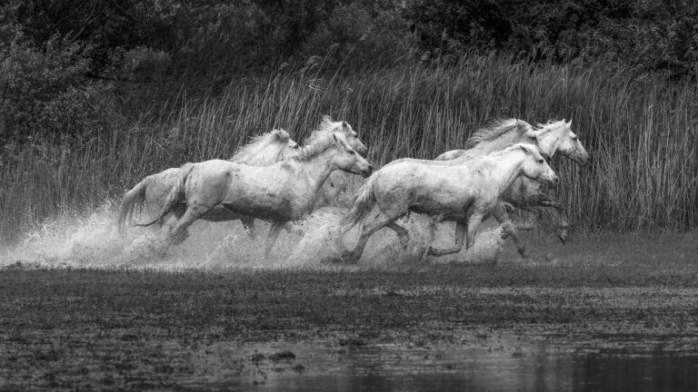 Camargue Horses running in marsh