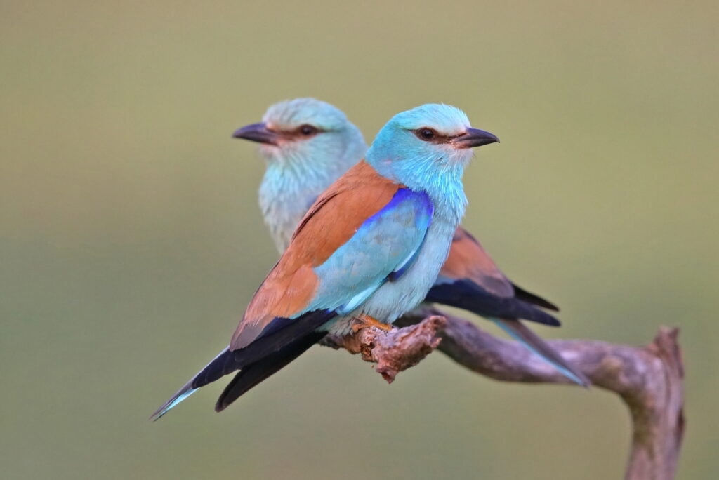 Two Rollers