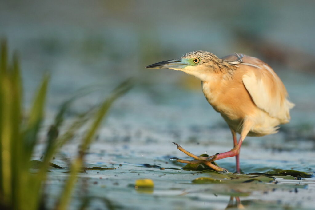 Squacco Heron
