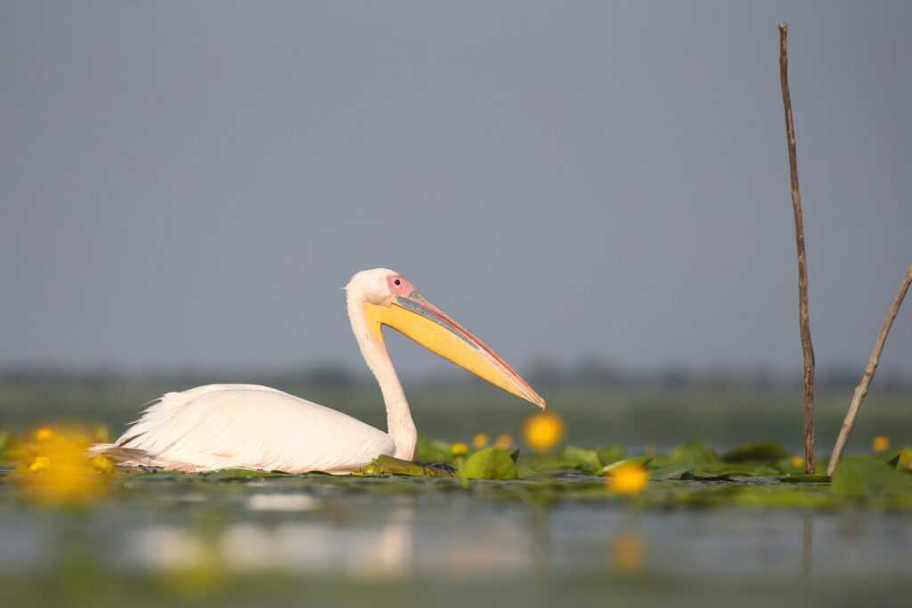 White Pelican