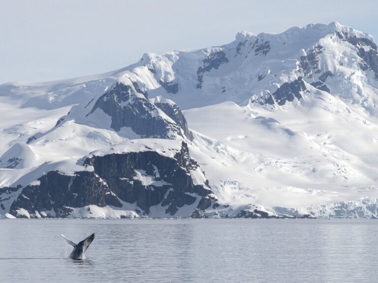 Humpback Whale Breaching in Antarctica