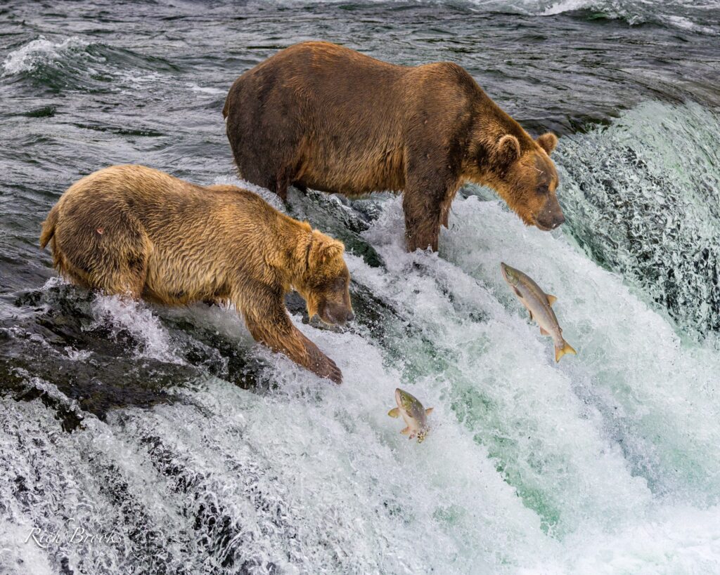 bears catching salmon at waterfall