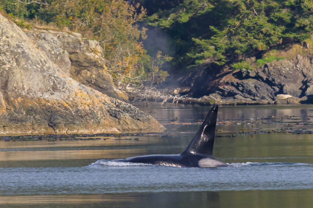 Orca