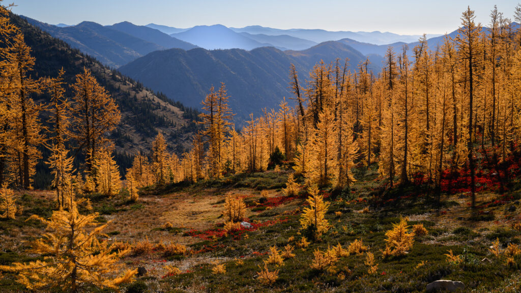 Larch grove in Washington's Cascade Mountains