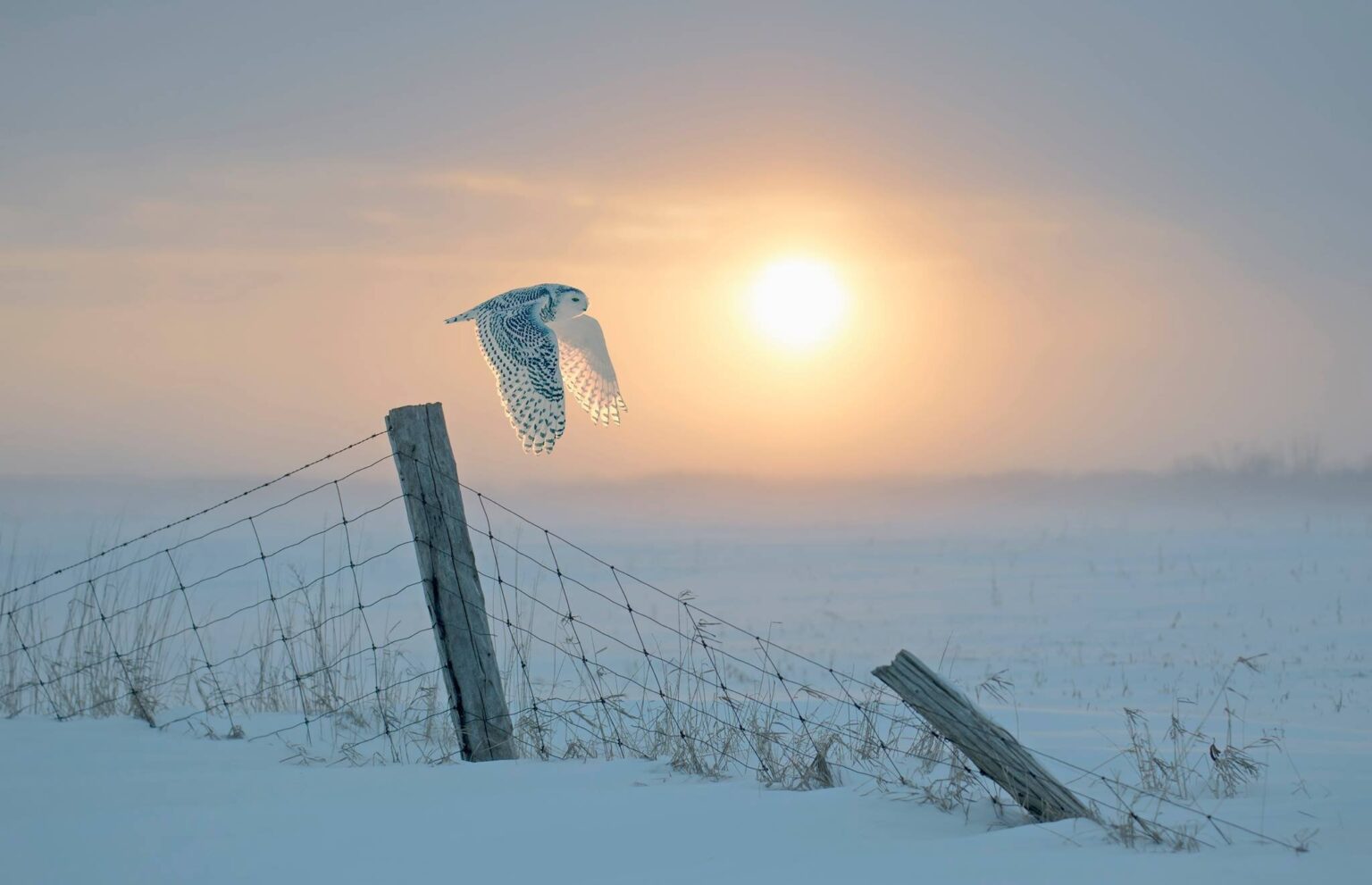 Snowy Owl flies in front of the rising sun