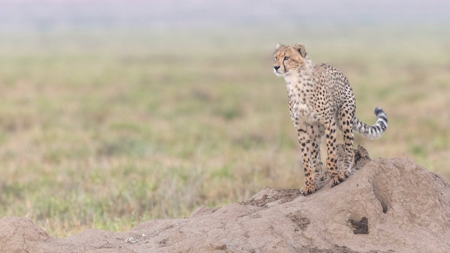 Cheetah on termite mound