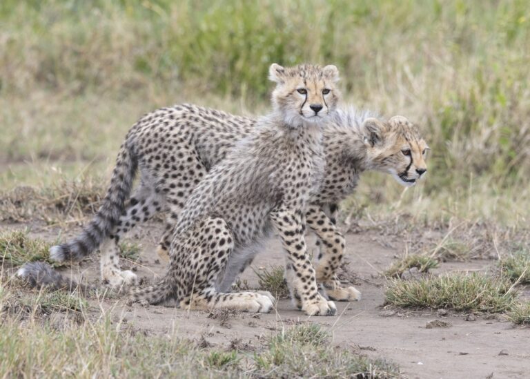 Silver hair on Cheetah