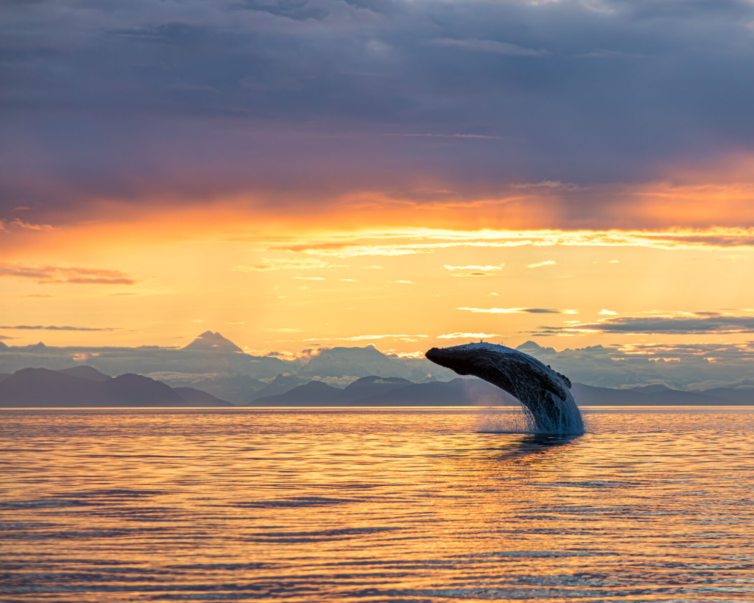Humpback whale breaching at sunset