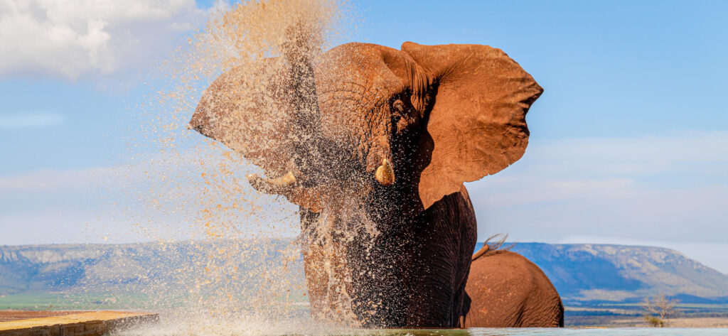 Elephants at pool