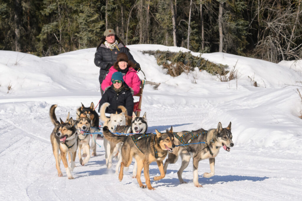 Dog sledding in Alaska