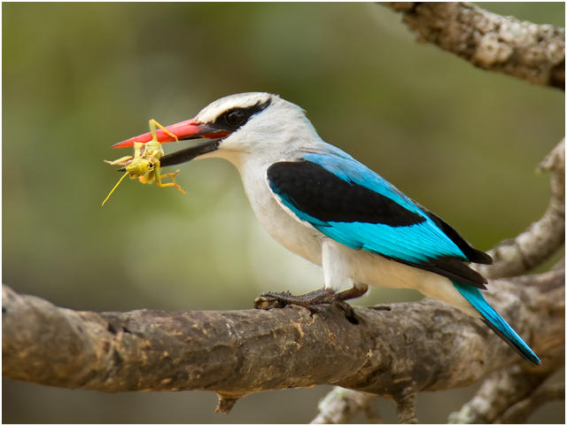 Woodland kingfisher