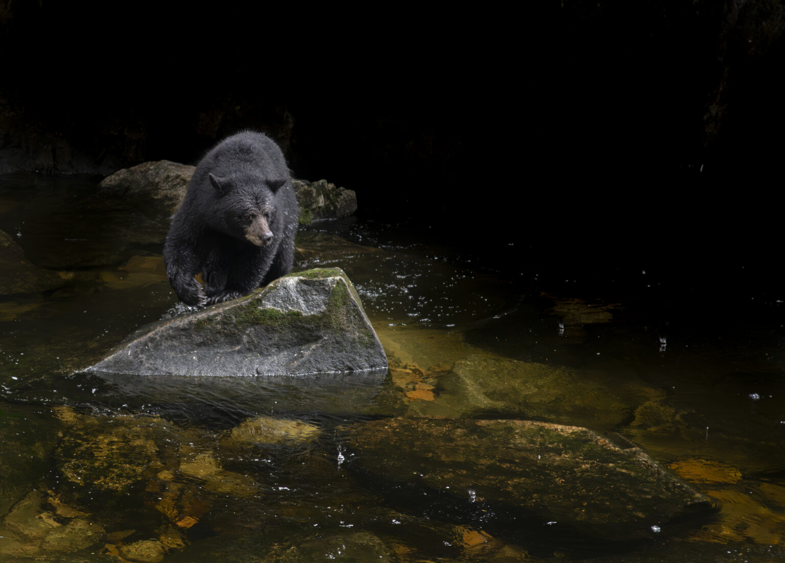 Black bear