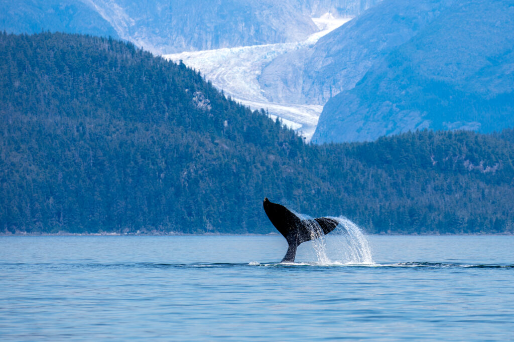 Humpback whale tail in front of glacier in Alaska
