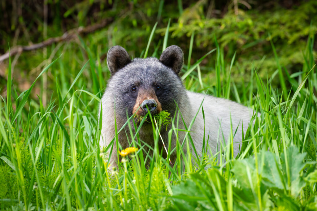 bear