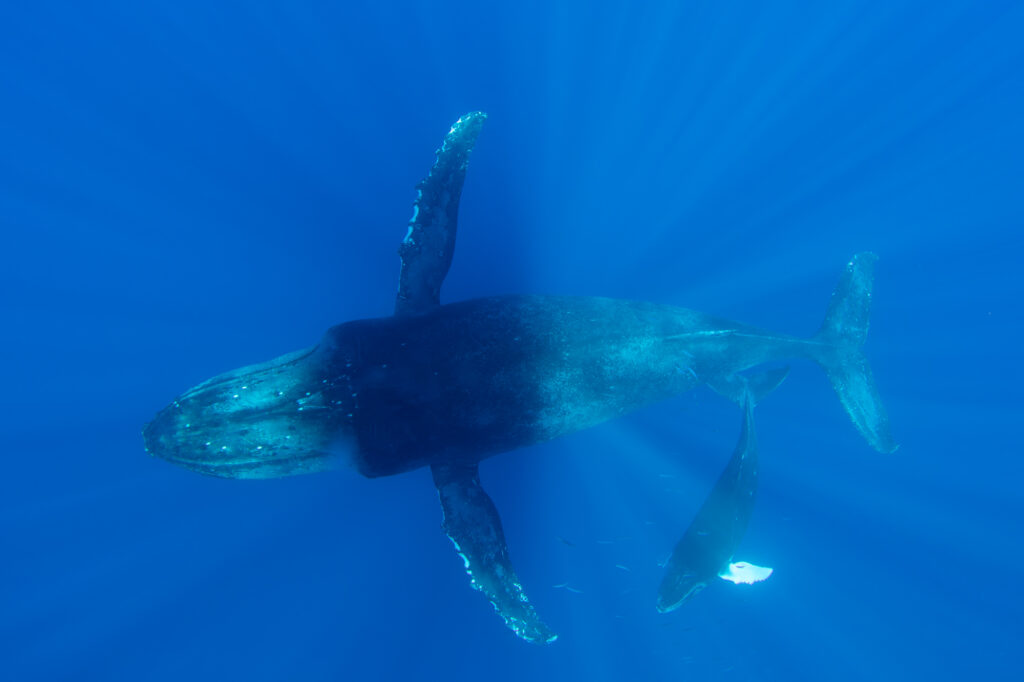 Humpback whale mother and calf