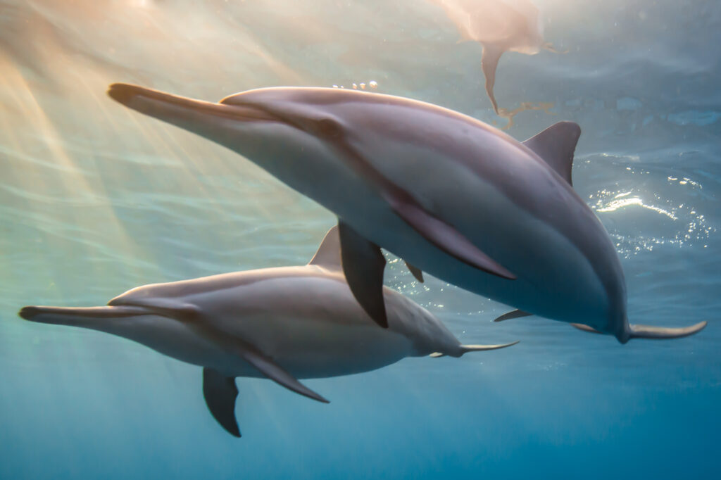 spinner dolphins underwater