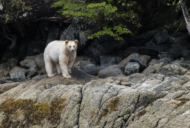 Spirit Bear in Great Bear Rainforest