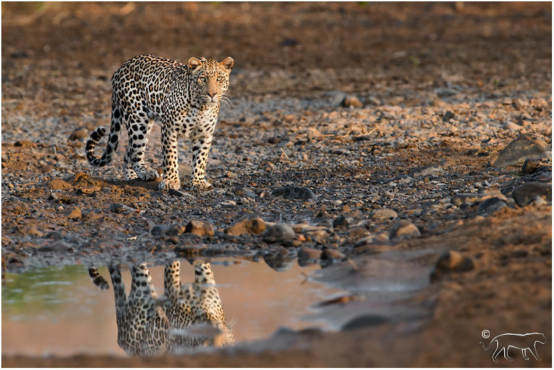 Vehicle Safari Leopard