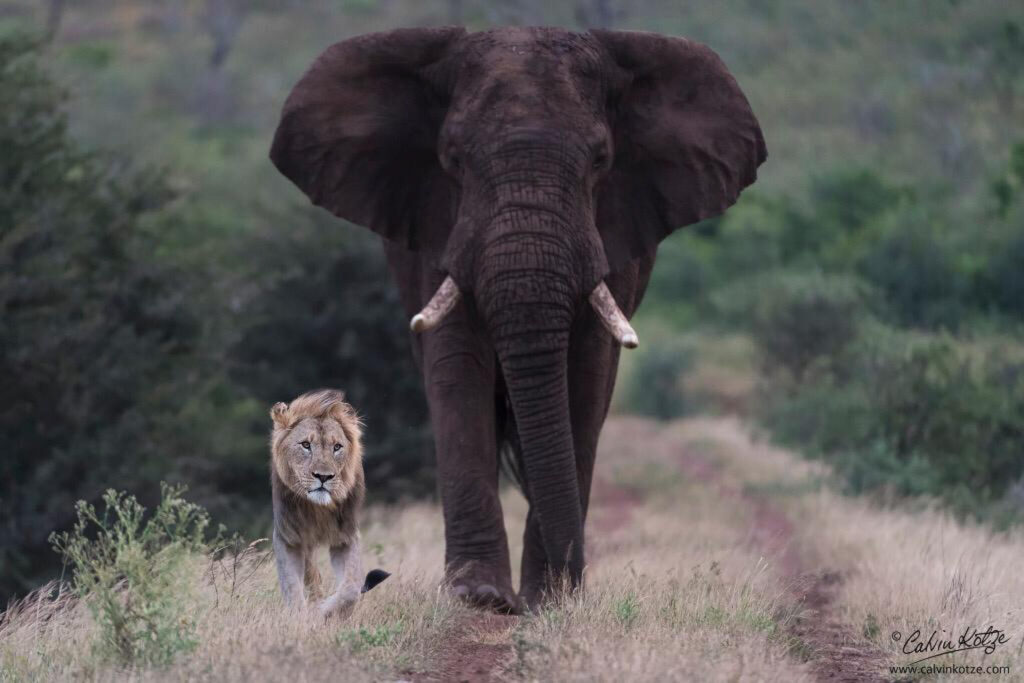 Vehicle Safari Elephant and Lion
