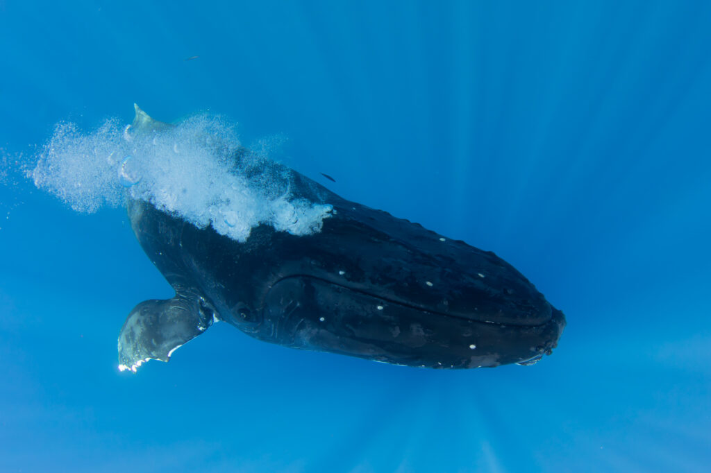 Humpback whale blowing bubbles under water