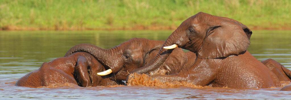 Elephants in the water