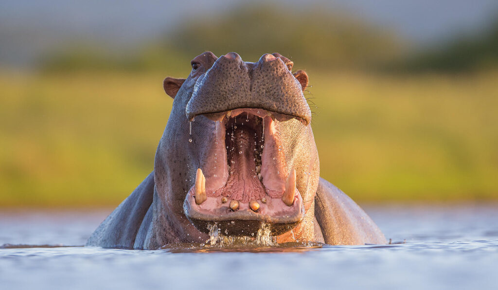 Hippo in water