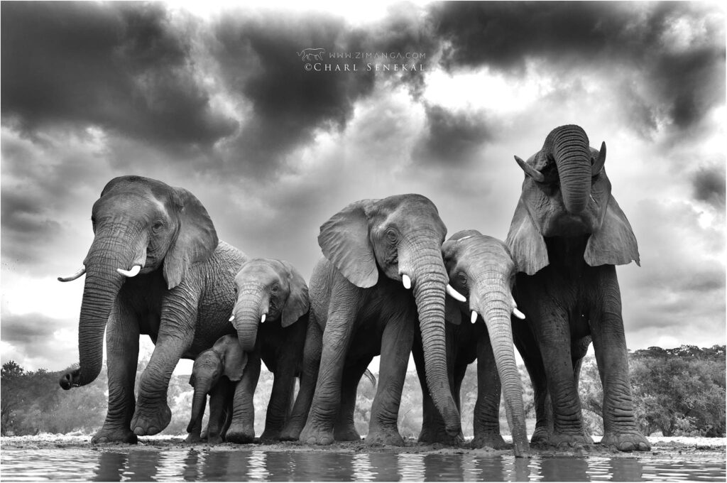 Elephants at water