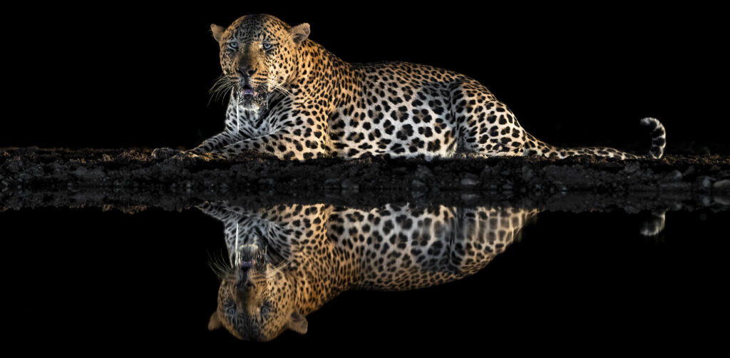 Leopard at night hide