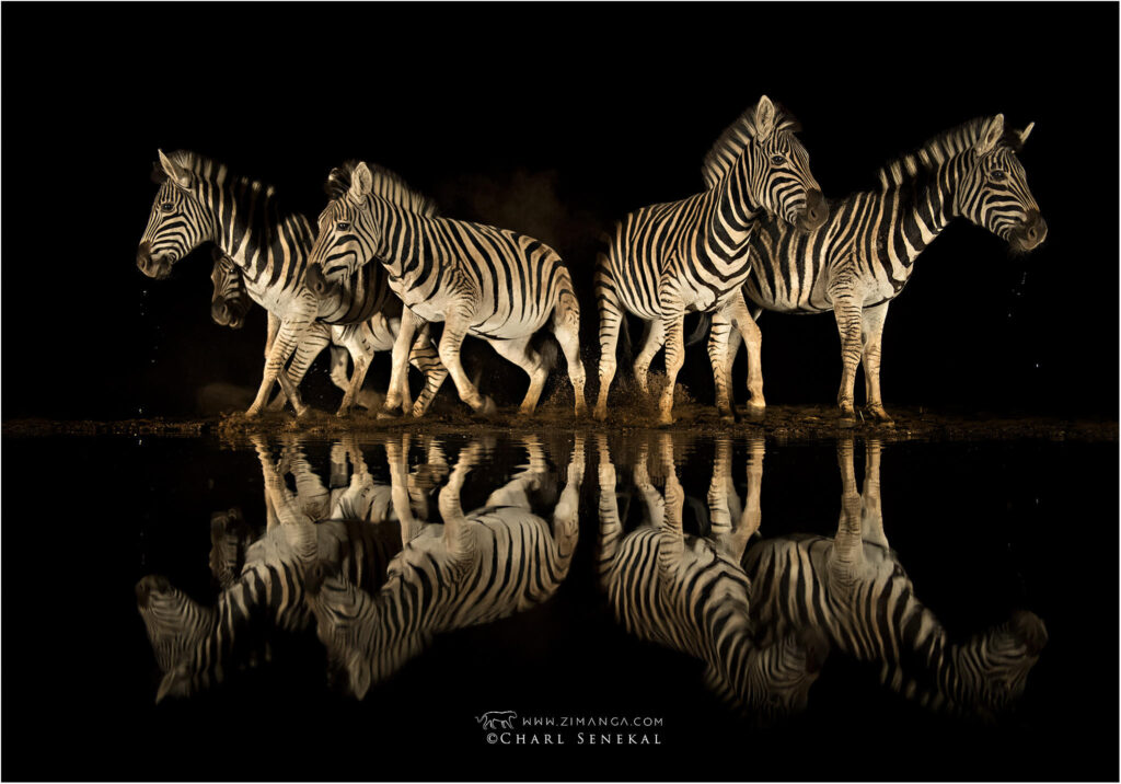 Zebra at watering hole