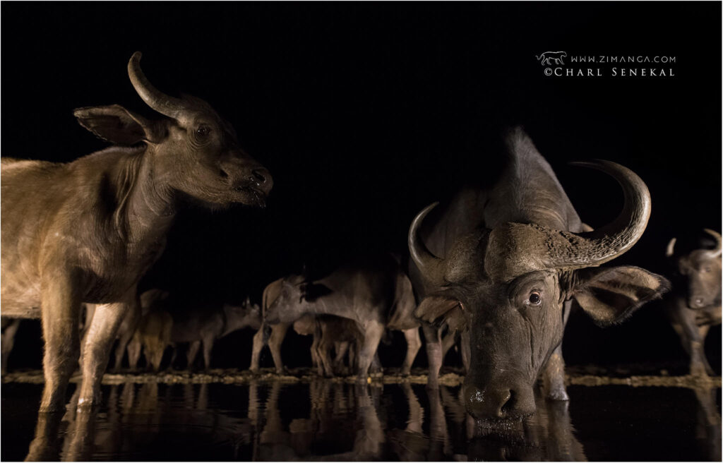 Wide angle buffalo