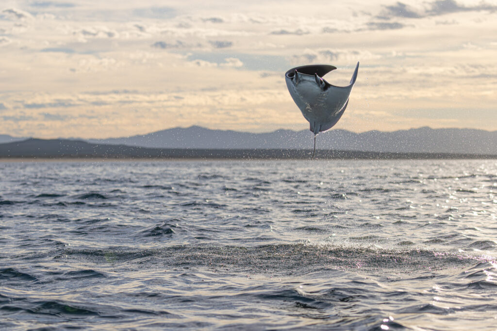 mobula ray at sunset