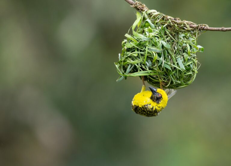 Village Weaver (Ploceus cucullatus spilonotus) bird in wild nature of Mauritius