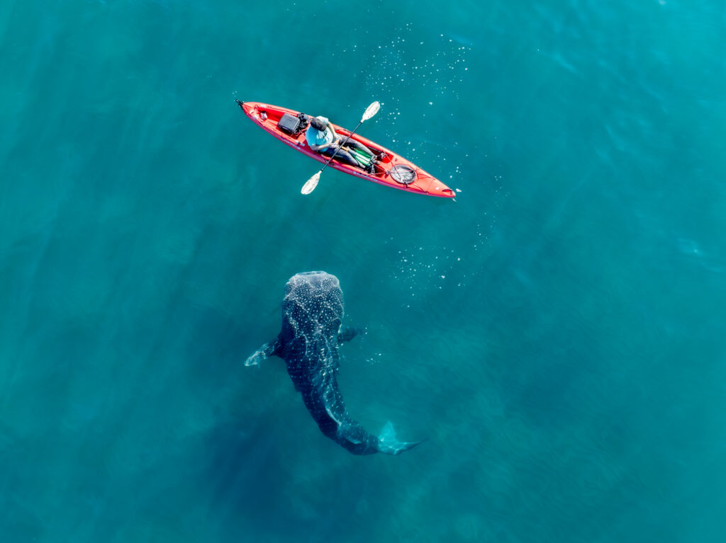 Whale shark & kayaker