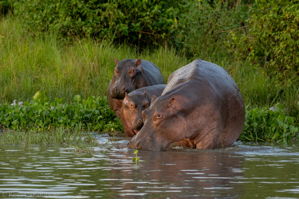 Hippos in the Nile River