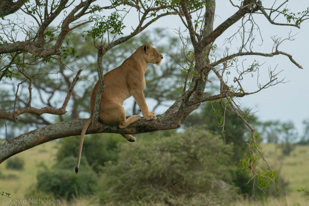 Lion in Murchison Falls National Park