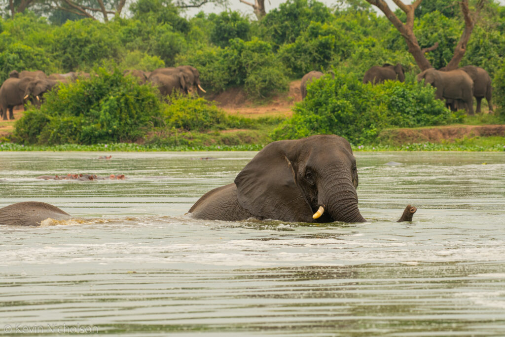 Elephant in the Nile River