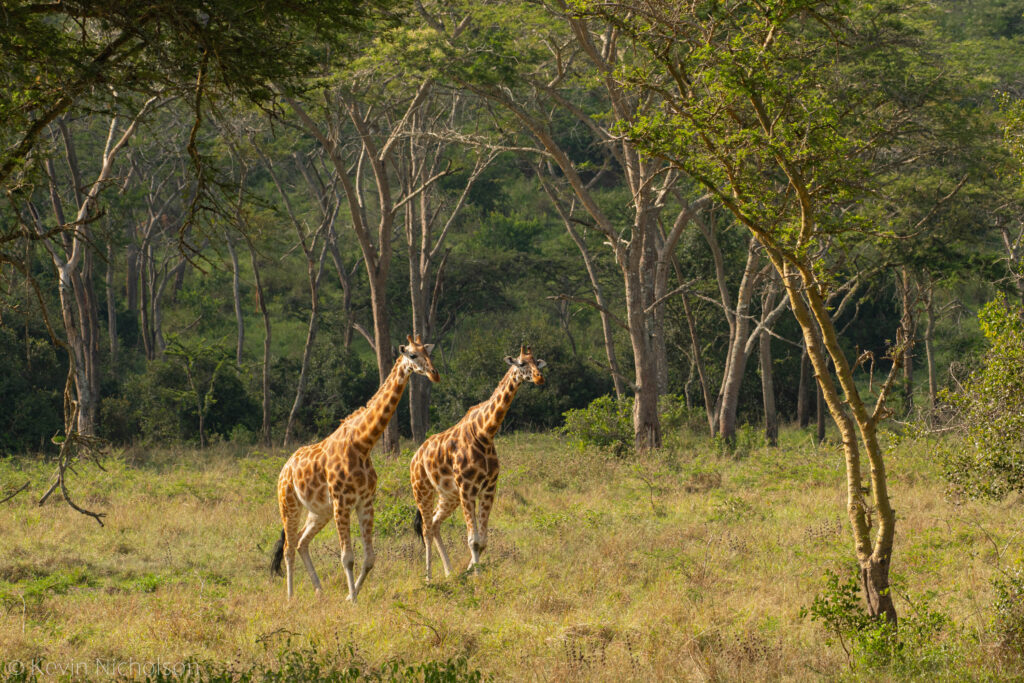Giraffes in Murchison Falls National Park