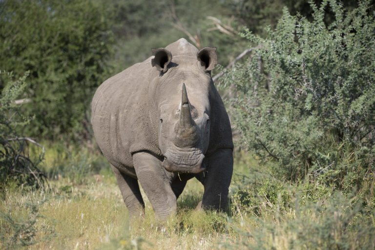 Rhino in Namibia