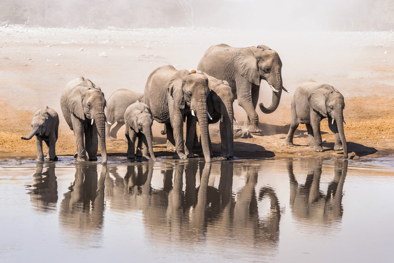 Family of African elephants drinking at a waterhole in Etosha national park. Namibia, Africa.